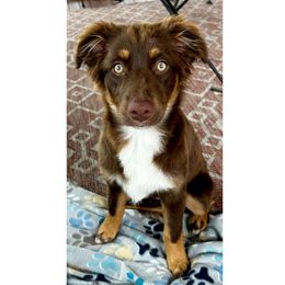 Grace Slick (Gracie) - Red tri-color female Australian Shepherd puppy in Mid West, Illinois from Water's Edge Aussies