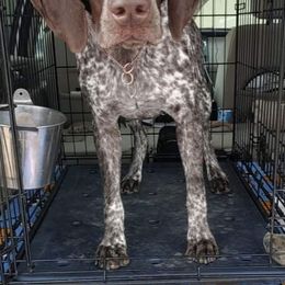German Shorthaired Pointers from Majestik Kennels