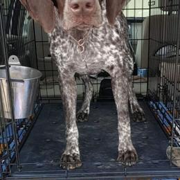 German Shorthaired Pointers from Majestik Kennels