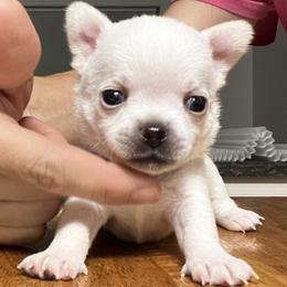 Chihuahua and Dachshund Puppies from Dachshund Family Love Breeders