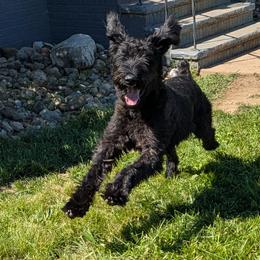 Aurie - Giant Schnauzer