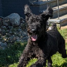 Aurie - Giant Schnauzer