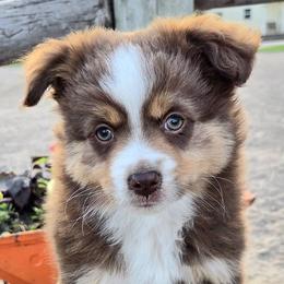 ASH - Red tri male Miniature Australian Shepherd puppy in Viking, Minnesota from Son Shine Farm