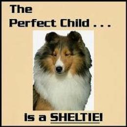 Shetland Sheepdog Puppies from RegalStarShelties