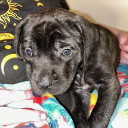 Mastiff Puppies from Kentucky Mastiffs