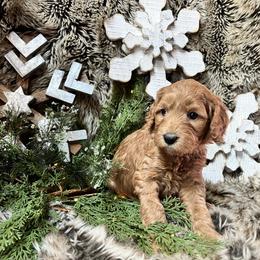 Linen - Red  female Goldendoodle puppy in Placerville, California from New Dawn Poodles and Doodles