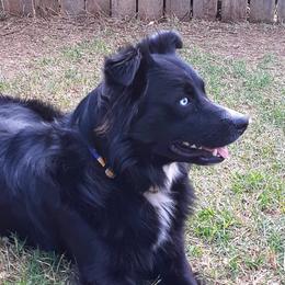Australian Shepherds from Falls Australian Shepherds