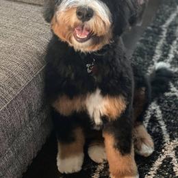 Bernedoodle All Grown Up from Backwoods Bernedoodles