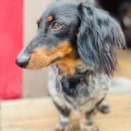Rollo - Dachshund