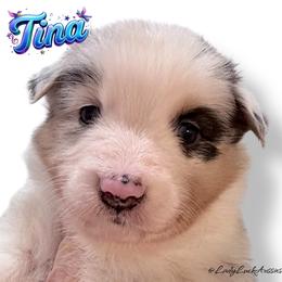 1st Pick Blue Merle Female - Blue merle female Australian Shepherd puppy in Gainesville, Texas from Lady Luck Aussies