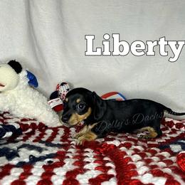 Liberty - Black and cream female Dachshund puppy in Monitor, Washington from Shannon Dolly’s Dachshunds