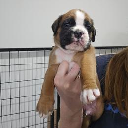 Judge - Fawn male Boxer puppy in Piedmont, South Carolina from SmashBox Kennel
