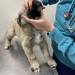 Anatolian Shepherd Dog Puppies from Smithville Hay Livestock Guardian Dogs