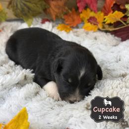 Cupcake - Black tri-color female Australian Shepherd puppy in El Dorado Springs, Missouri from OR Aussies
