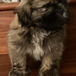 Shih Tzu Puppies from Little Lions West