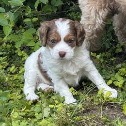 Confetti - Blenheim female Cavapoo puppy in Hesperia, Michigan from Yankee Doodle Dogs