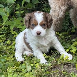 Confetti - Blenheim female Cavapoo puppy in Hesperia, Michigan from Yankee Doodle Dogs