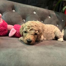 Porsche - Apricot female Poodle puppy in Elkin, North Carolina from Poodle and Doodle Haven