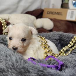 Penelope-OFA and CHIC parents - White female Coton de Tulear puppy in Westfield, North Carolina from Legacy Pets