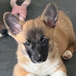 Blue - Sable female Pembroke Welsh Corgi puppy in Nevada, Iowa from Rogers AKC Corgis of Iowa.