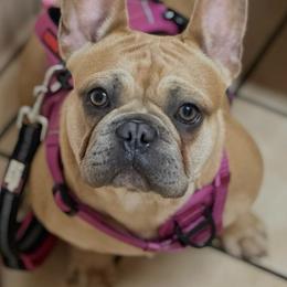 French Bulldog puppies from Fur Baby Farms