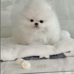 Snow - White male Pomeranian puppy in Visalia, California from Exotic_fresita_poms
