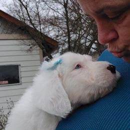 Old English Sheepdog Puppies from Sapphire Eyes Sheepdogs