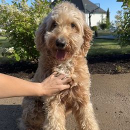 Karter - Goldendoodle