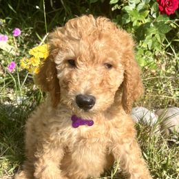 Australian Labradoodles, Goldendoodles, and Poodles from Grammy's Puppy Love doodles and poodles