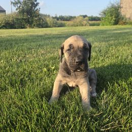 Luna - Fawn female Great Dane puppy in Arpin, Wisconsin from Arpin Great Danes