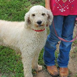Bernedoodles and Poodles from Mid-West Bernedoodles