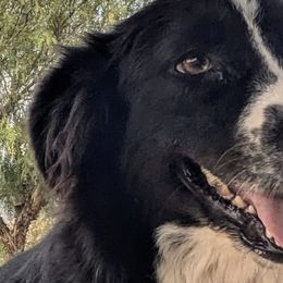 Australian Shepherds from Windsong Ranch Aussies