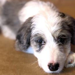 Pink girl Super "Nova" - Aussiedoodle puppy in Bend, Oregon from Bella Ridge Farms & Dapper Doodles