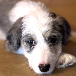 Pink girl Super "Nova" - Aussiedoodle puppy in Bend, Oregon from Bella Ridge Farms & Dapper Doodles