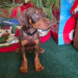 Black collar red male - Red and rust male Doberman Pinscher puppy in Houston, Texas from Draggin Dobermans & Great Danes
