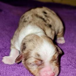 Pumpkin - Red merle female Toy Australian Shepherd puppy in Powell Butte, Oregon from Willow Lane Ranch
