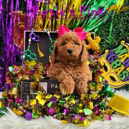 Rosie's Pink Girl - female Goldendoodle puppy in Kountze, Texas from Texas Doodles LLC