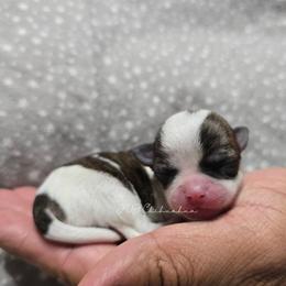 Chloe - Chocolate brindled fawn female Chihuahua puppy in El Paso, Texas from JVJ Chihuahua