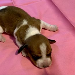 Dachshund Puppies from Wee Doggies Inc Just Dachshunds