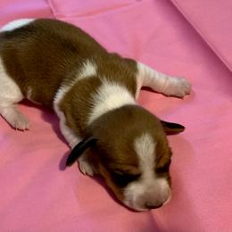Dachshund Puppies from Wee Doggies Inc Just Dachshunds
