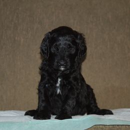 Double Doodle, Goldendoodle, and Poodle Puppies from Top of the Hill Doodles