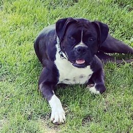 Bailey - Boxer