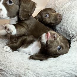 Dachshund Puppies from The Well Tempered Dachshund