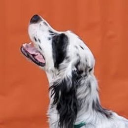English Setter, Golden Retriever, and Gordon Setter All Grown Up from Katherine's Gordon Setters, English Setters, and Golden Retrievers
