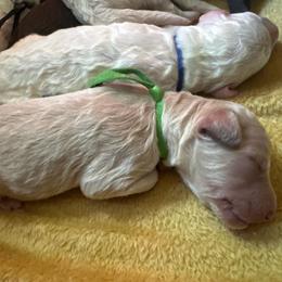 Obi-Wan - Cream male Poodle puppy in Prosperity, Pennsylvania from Stelladoodles & Company