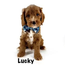 Lucky - Red male Australian Labradoodle puppy in Mason, Michigan from Monarch Labradoodles