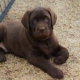 Labrador Retriever Puppies from Daisy Mountain Labs