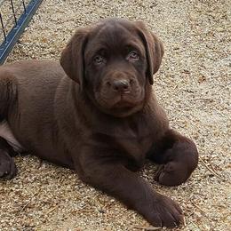 Labrador Retriever Puppies from Daisy Mountain Labs