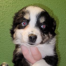 Blondie - Black tri female Toy Australian Shepherd puppy in Rush, Colorado from Within The Nile Aussies LLC
