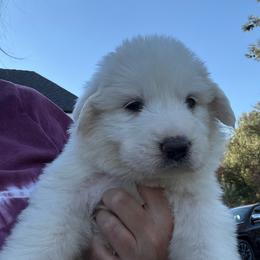 Girl 4 - White female Great Pyrenees puppy in North Fork, California from Heritage Mountain Ranch
